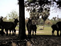 Florida - Tampa - Busch Gardens - Ibex